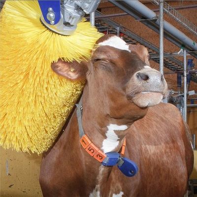 Cepillo eléctrico para rascarse de ganado para la picazón de la espalda