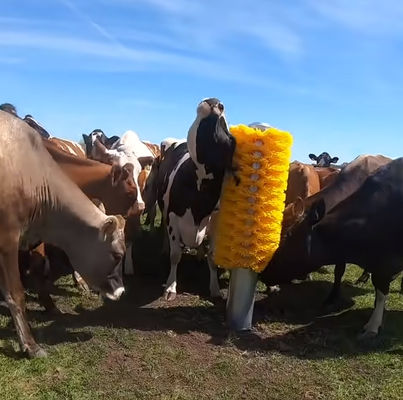 OEM Cattle Cow rascador de cepillo cuerpo de la espalda rascador con soporte
